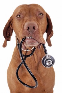 dog as a nurse