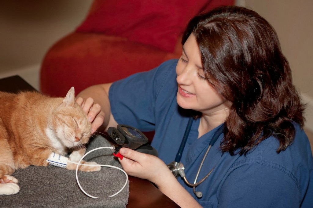 At Home Vet